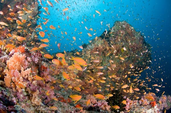 anthias 2 - kandooma thila - CWL