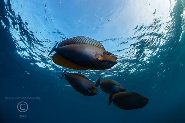 2013 Maldives 61 691 Madivaru Rasdhoo bignose unicornfish