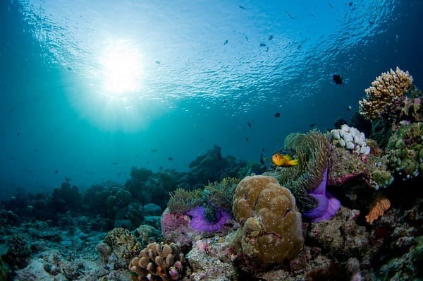 Reef scene at Rasdhoo Madivaru