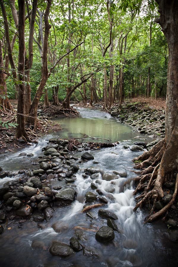 Black Gorges National Park, Mauritius