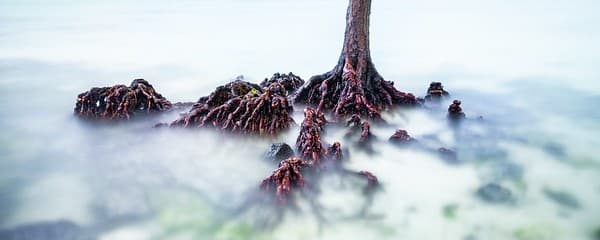 Bras D'Eau Revisited