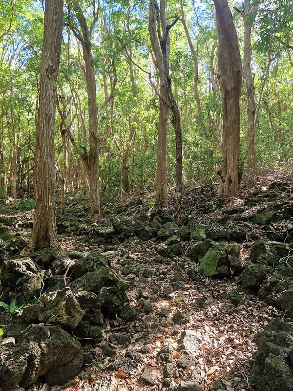 Bras D'Eau National Park