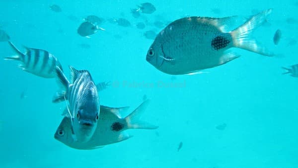 Blue Bay Marine Park (Mauritius)
