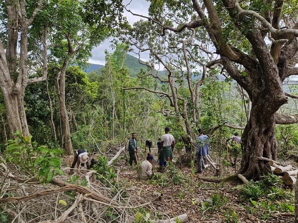 Habitat restoration, Ebony Forest Reserve, Chamarel
