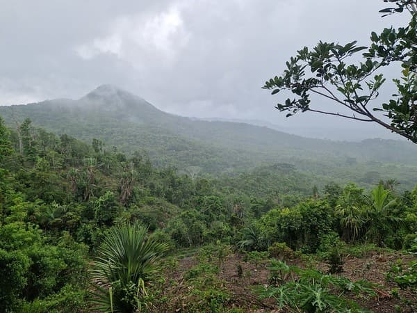 Ebony Forest Reserve, Chamarel