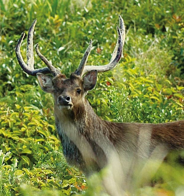 Domaine Bel Ombre Reserve Naturelle Frederica Cerf