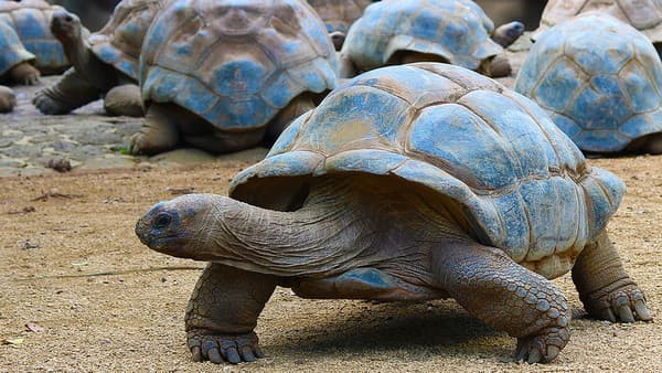 Aldabra giant tortoise, La Vanille Nature Park, Mauritius