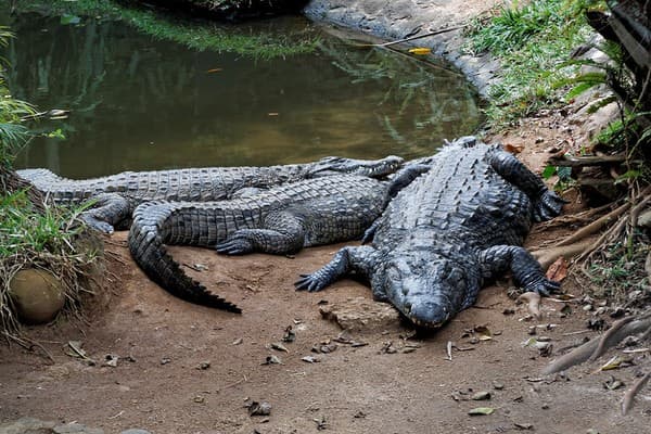 La Vanille Nature Park and Crocodile Farm, Mauritius