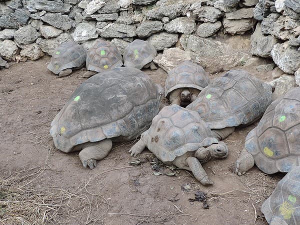 Francois Leguat Giant Tortoise & Cave Reserve (Rodrigues)