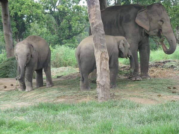 Chitwan National Park Jungle Safari Photo 2