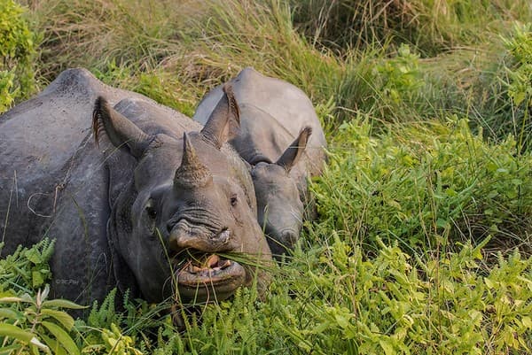 Chitwan National Park Jungle Safari
