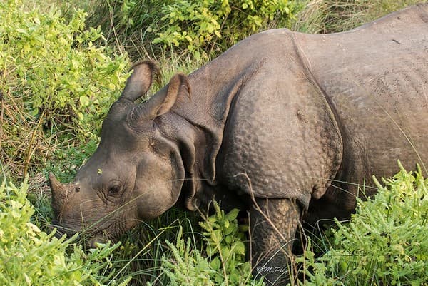 Chitwan National Park Jungle Safari Photo 3