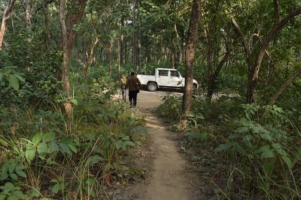 Bardia National Park Safari