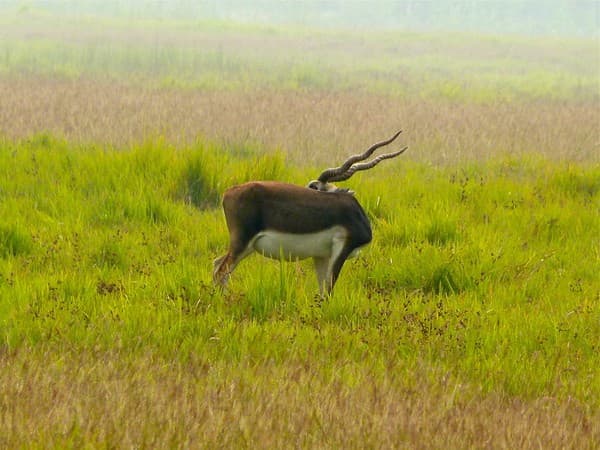 Bardia National Park Safari Photo 2