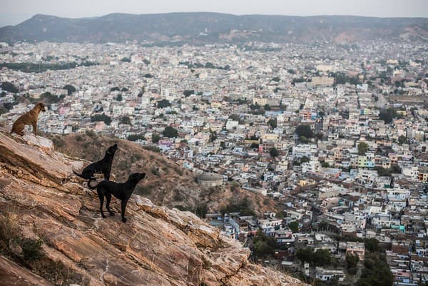 Jaipur