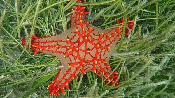 Snorkeling in Sainte Anne Marine National Park Photo 3