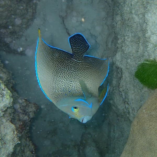 Snorkeling in Sainte Anne Marine National Park