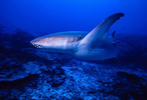 Scuba diving at Shark Bank and Brissare Rocks Photo 2