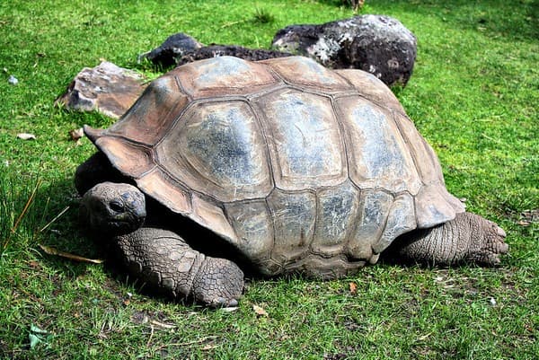 See Aldabra giant tortoises on Curieuse Island Photo 2