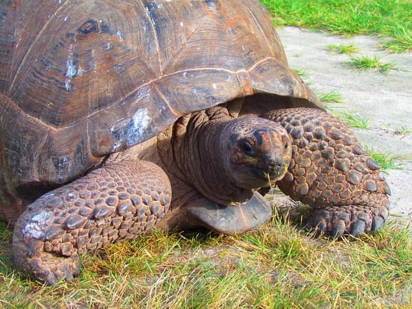 See Aldabra giant tortoises on Curieuse Island Photo 3