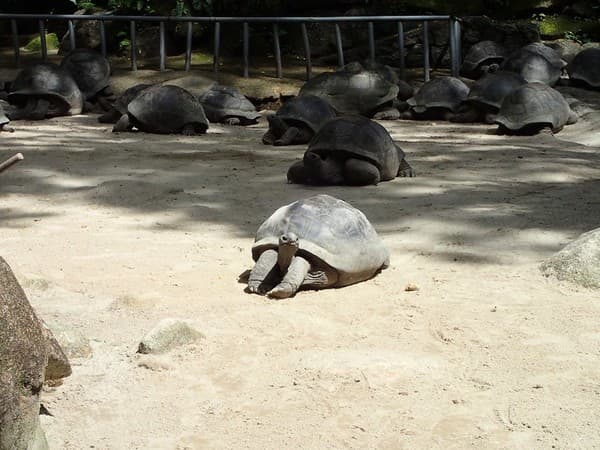 Stroll Seychelles National Botanical Gardens Photo 1