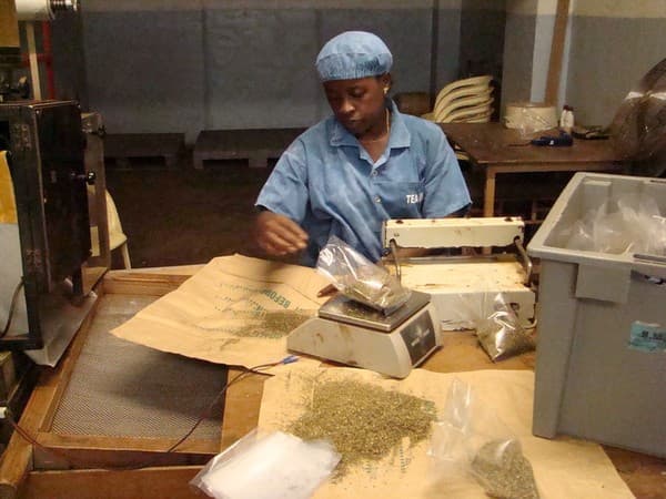 Seychelles Tea Factory visit and vista point Photo 1