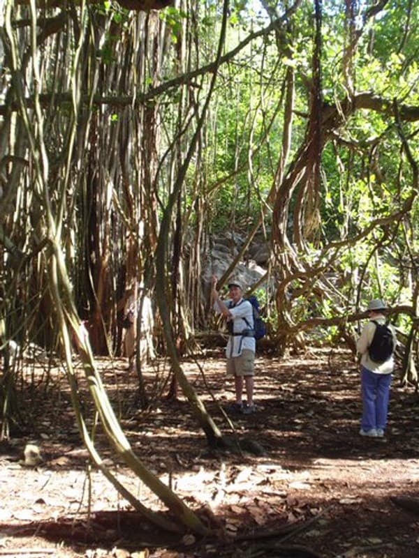 Birdwatching at Cousin or Aride Island Nature Reserves Photo 2
