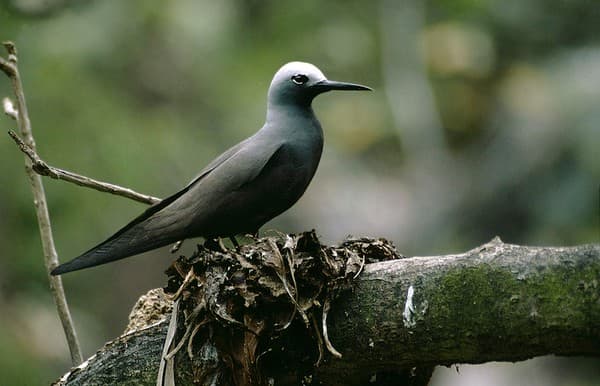 Birdwatching at Cousin or Aride Island Nature Reserves Photo 3