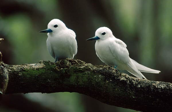 Birdwatching at Cousin or Aride Island Nature Reserves Photo 1