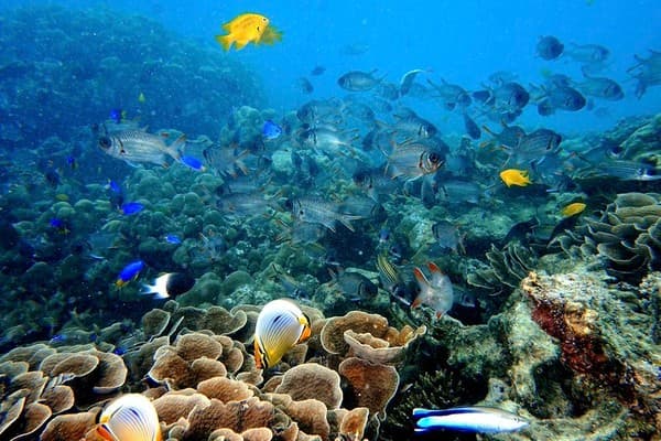 Day trip to St Pierre islet for snorkeling Photo 2