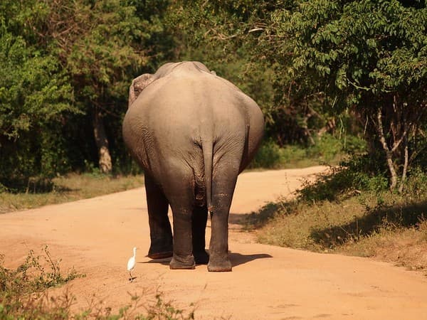 Safari in Yala National Park