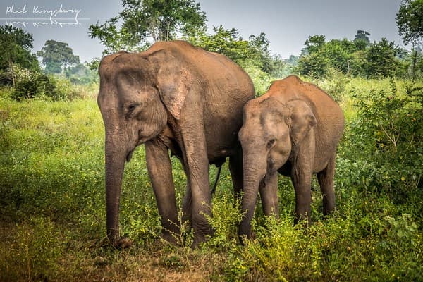 Safari in Udawalawe National Park Photo 1