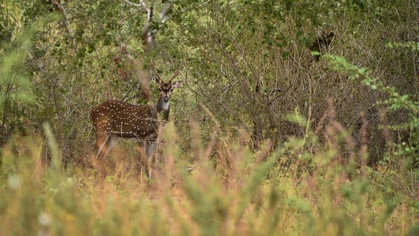 Safari in Udawalawe National Park Photo 2