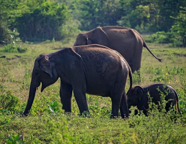 Safari in Udawalawe National Park Photo 3