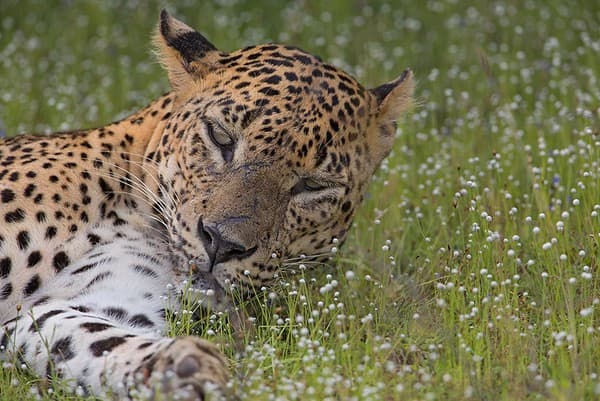 Safari in Wilpattu National Park Photo 3