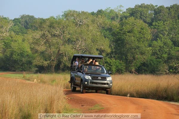 Safari in Wilpattu National Park