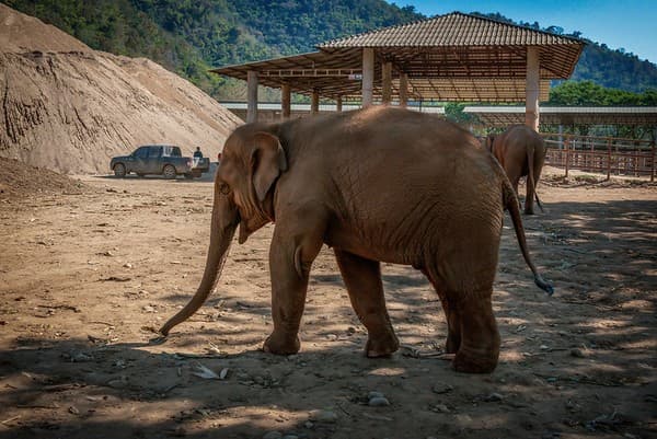 Elephant Nature Park (ethical sanctuary) Photo 2