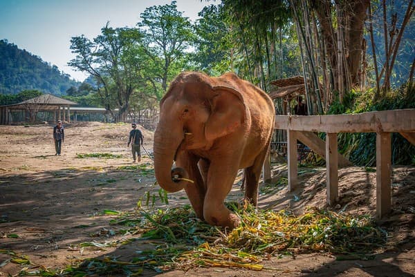 Elephant Nature Park (ethical sanctuary) Photo 3