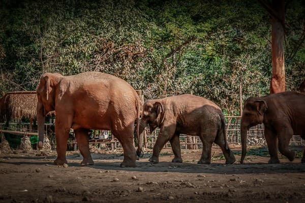 Elephant Nature Park (ethical sanctuary)
