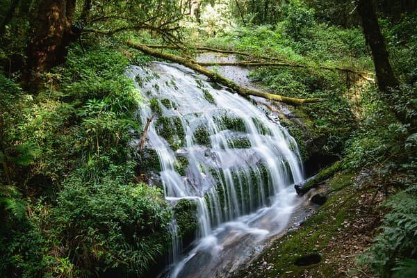 Doi Inthanon National Park waterfalls & summit Photo 2