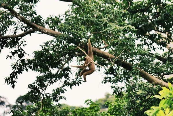 Khao Yai National Park wildlife safari Photo 2