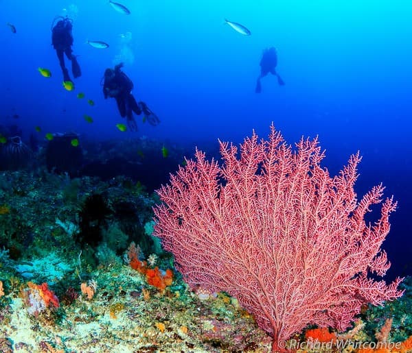 Similan Islands diving/snorkeling Photo 1