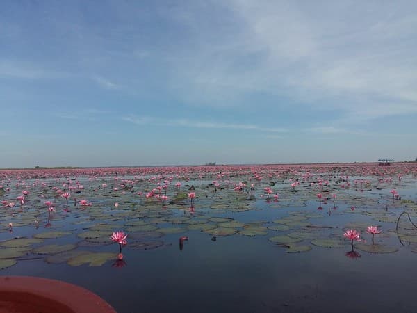 Red Lotus Sea (Talay Bua Daeng, Dec–Feb) Photo 2