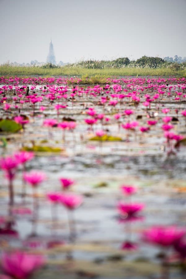 Red Lotus Sea (Talay Bua Daeng, Dec–Feb) Photo 3