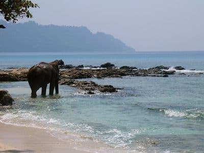 Elephant Beach