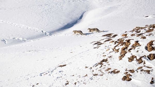 Snow Leopards, Kibber National Park