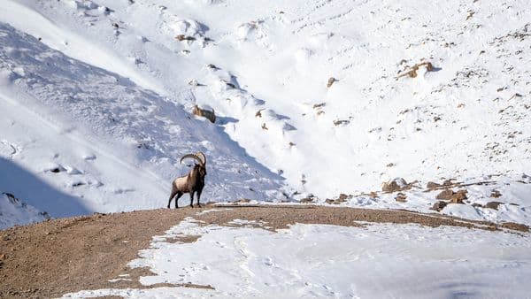 Ibex, Kibber National Park