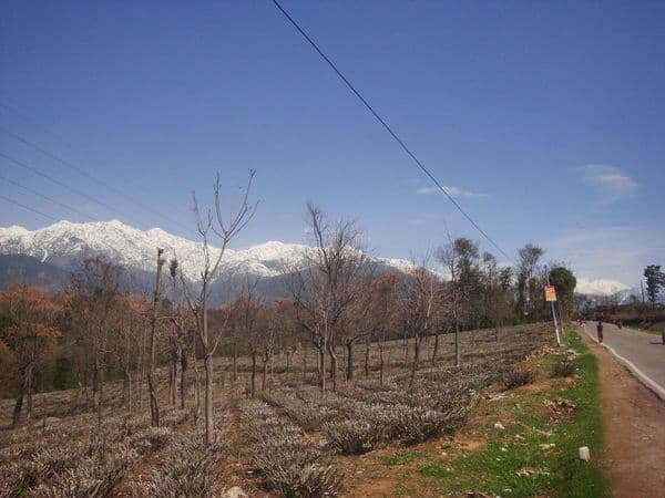 Palampur Himachal