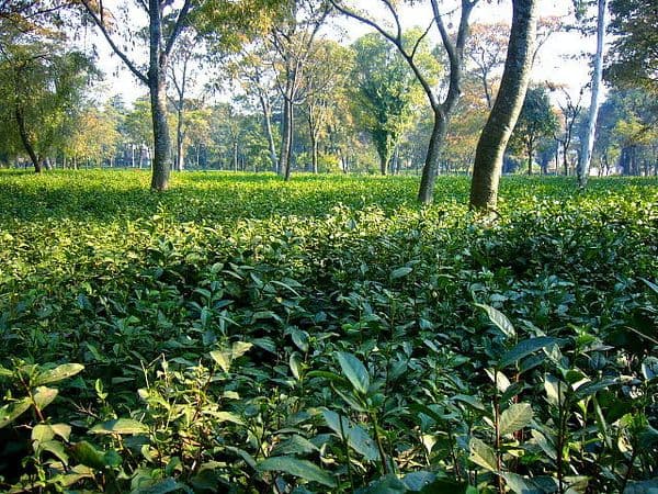 palampur tea gardens