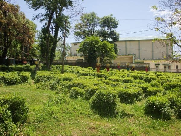 Palampur Tea Factory